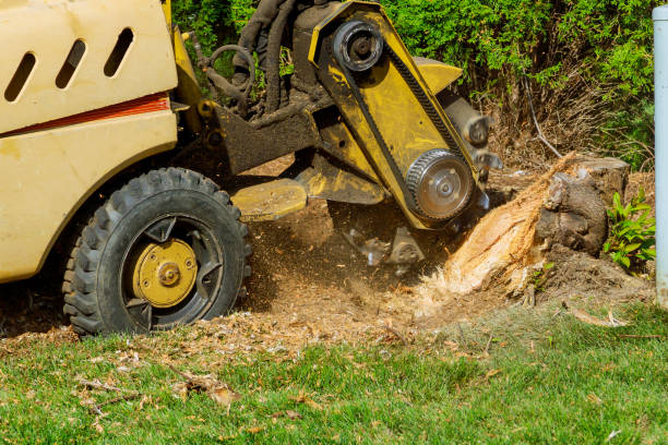 Reliable Rockville Centre, NY Tree Services Solutions