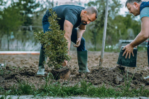 Best Hedge Trimming  in Rockville Centre, NY