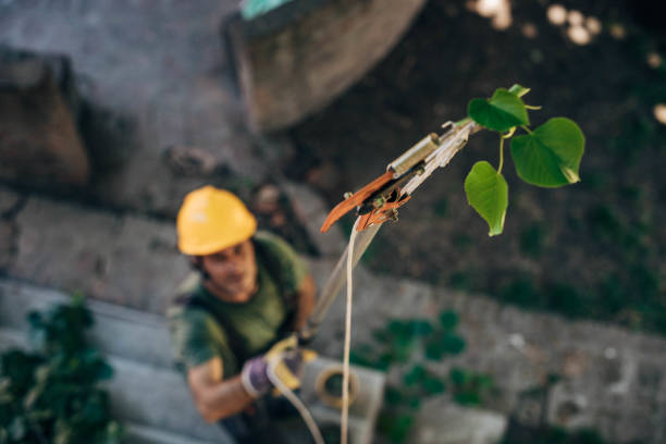 Best Tree Mulching  in Rockville Centre, NY