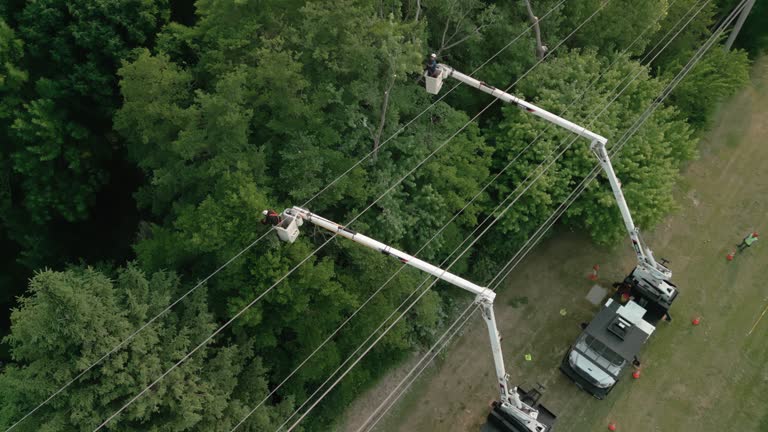 Best Tree Risk Assessment  in Rockville Centre, NY