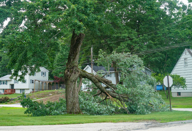 Best Tree Trimming and Pruning  in Rockville Centre, NY