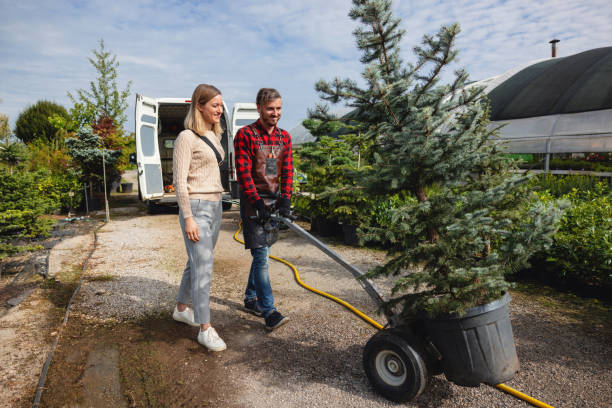 How Our Tree Care Process Works  in  Rockville Centre, NY