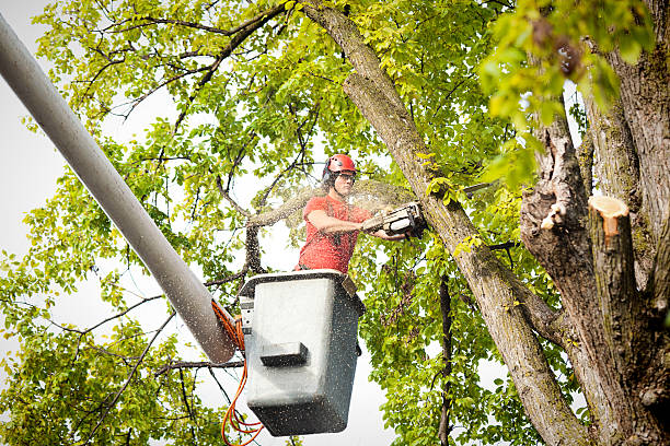 Seasonal Cleanup (Spring/Fall) in Rockville Centre, NY